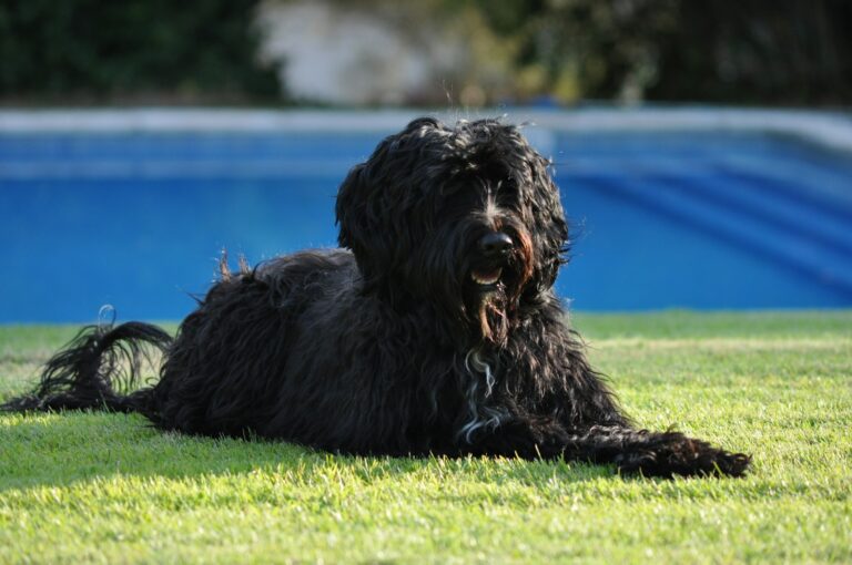 natvoer Portugese Waterhond