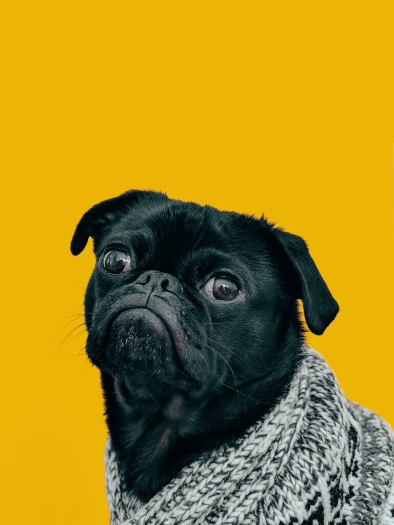 welke psychische problemen komen veel voor bij honden