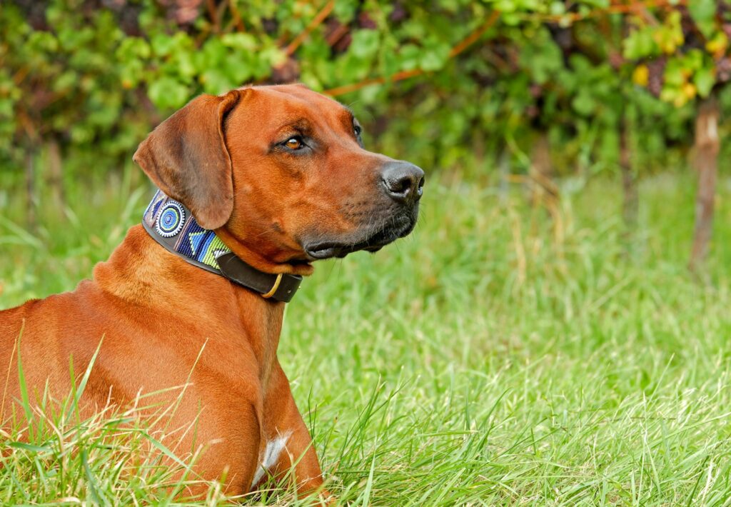 Welk furminator past bij een Rhodesian Ridgeback