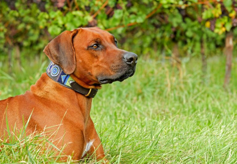 Welk furminator past bij een Rhodesian Ridgeback