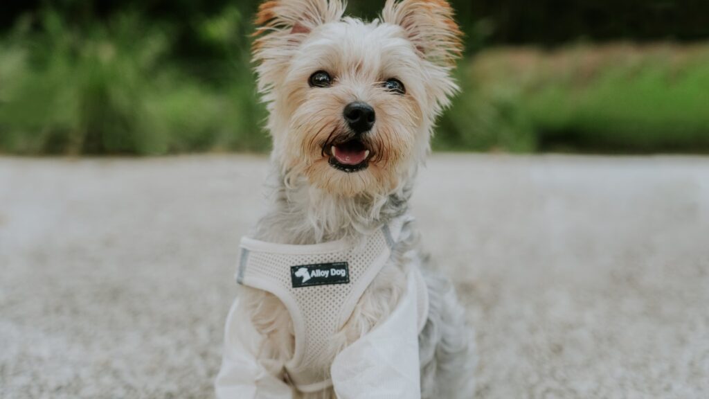 riem voor Yorkshire Terrier