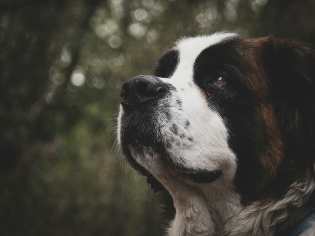 welke hond eet het meest