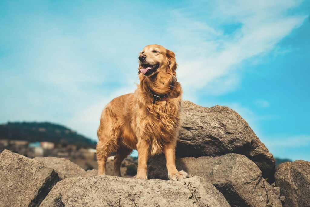 snacks voor Golden Retriever