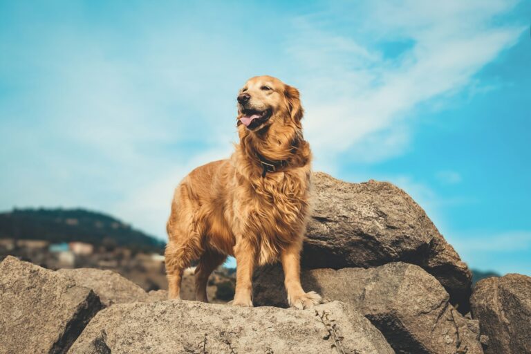 snacks voor Golden Retriever
