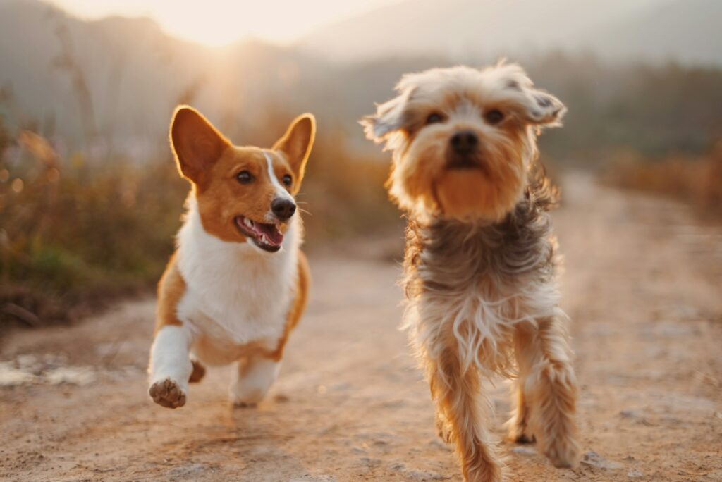 tijdstip hond meest actief