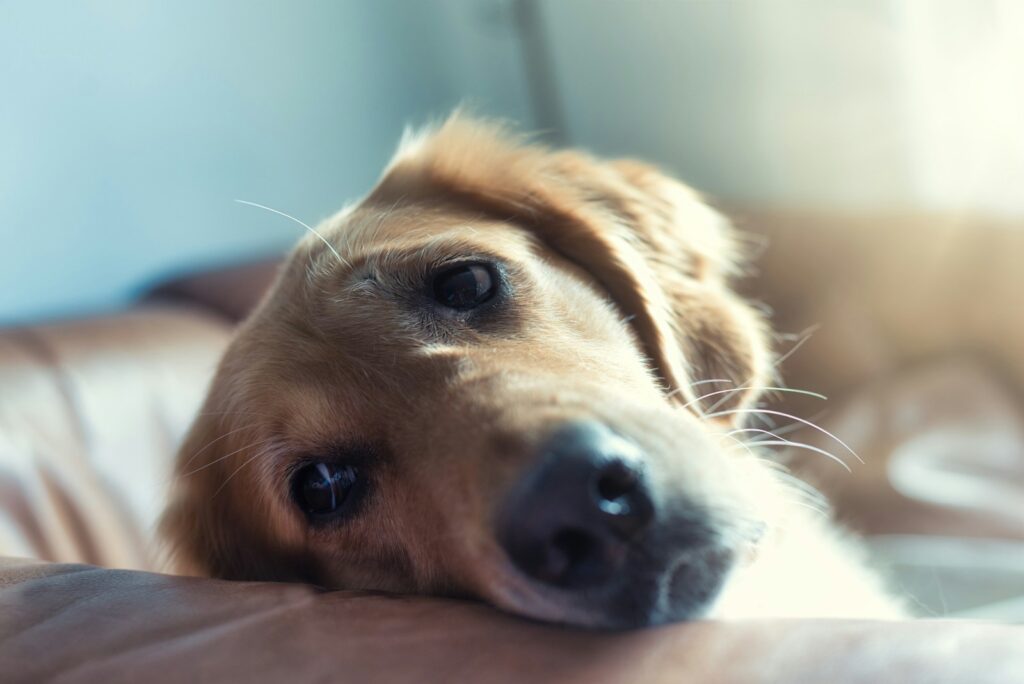 verdrietige hond