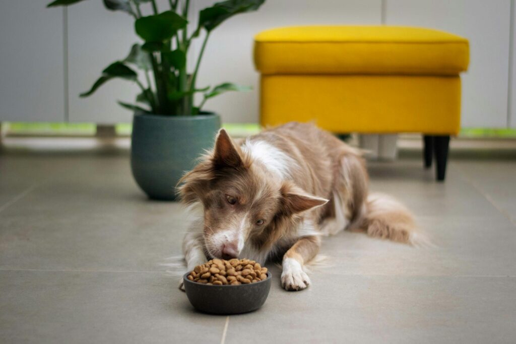 beste voerbak voor een Border Collie