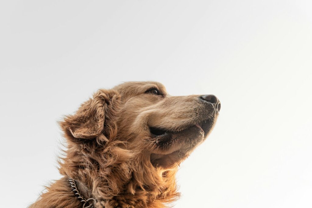 Waar denken honden aan