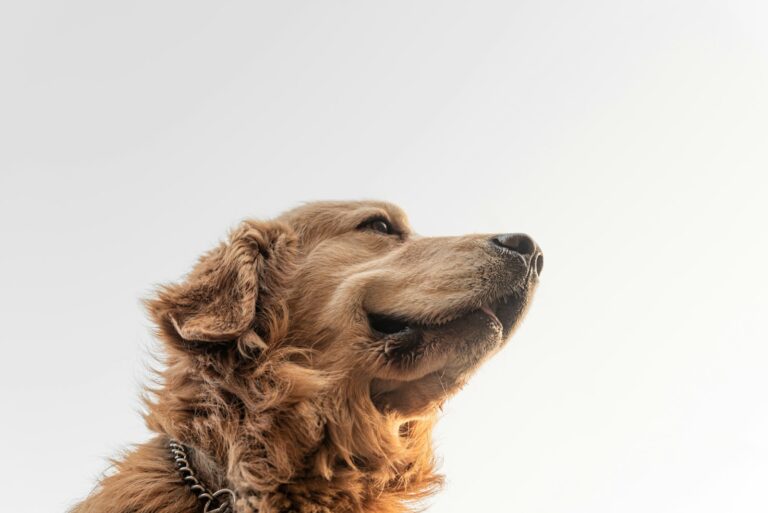 Waar denken honden aan