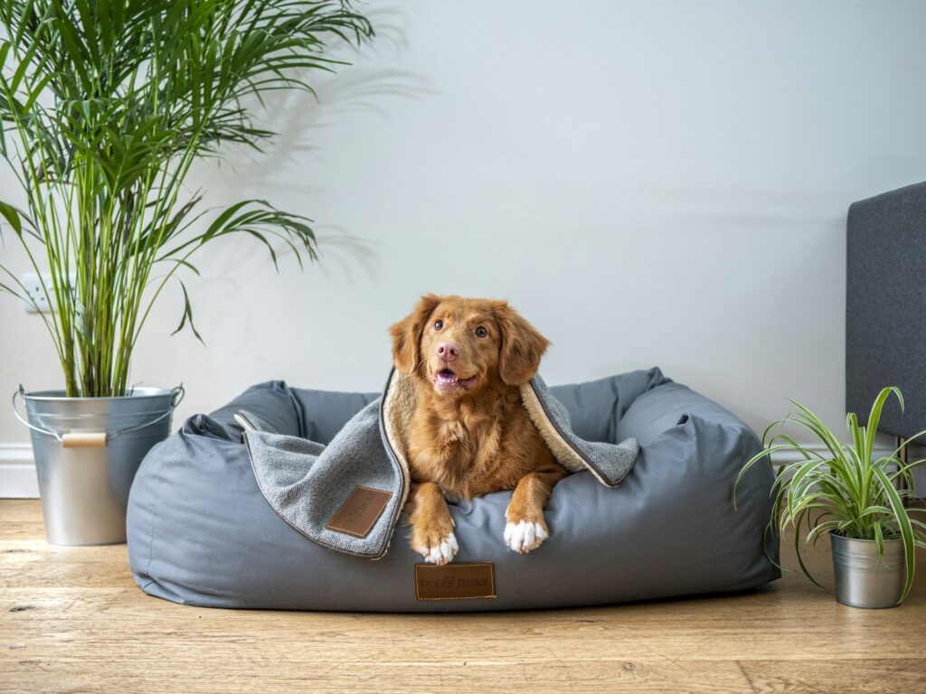 waar slaapt een hond het liefst