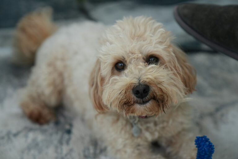 waarom kijkt je hond je steeds aan