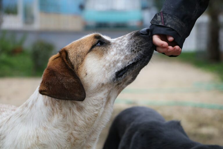 Waarom plast een hond als je hem aait