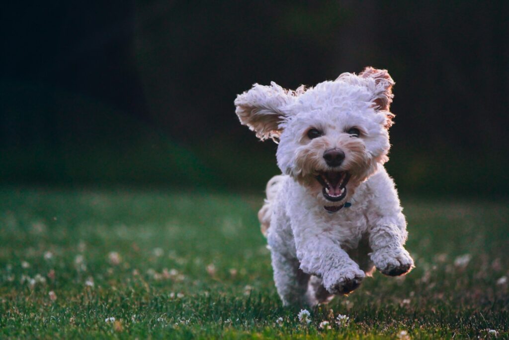 wat is de grappigste hond