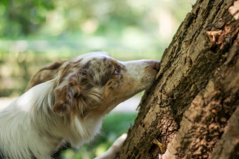 wat vindt een hond echt vies
