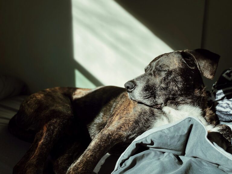 wat voelt een hond bij inslapen