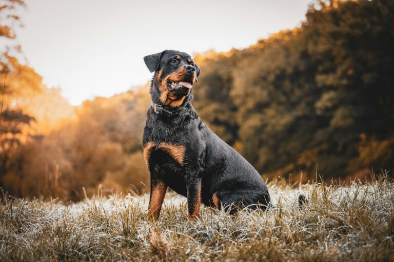 Welke hond bijt het vaakst