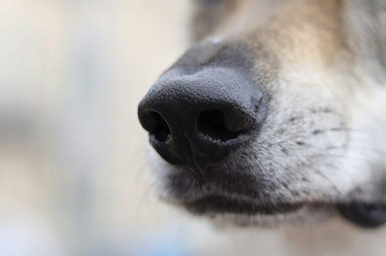 Welke ziektes kan een hond ruiken