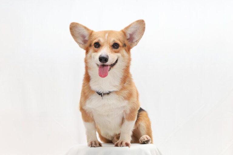 goede clicker voor Welsh Corgi