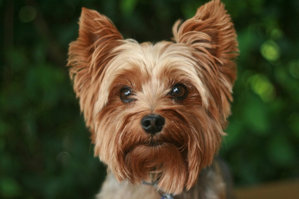 snuffelmat Yorkshire Terrier