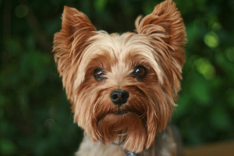 snuffelmat Yorkshire Terrier