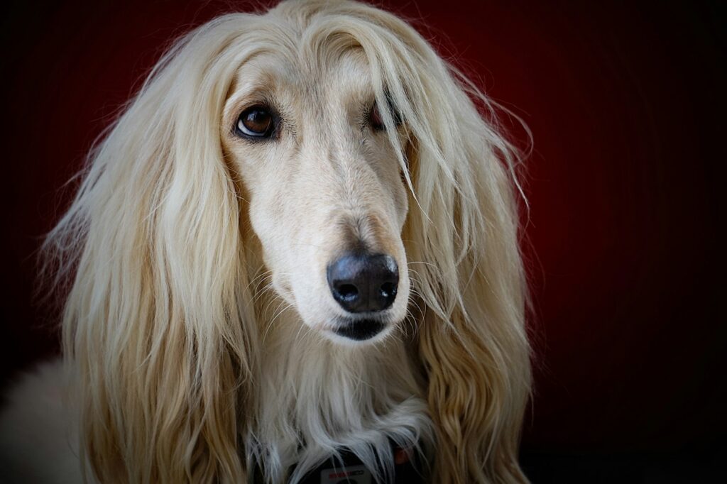 Afghaanse Windhond orthopedische hondenmand