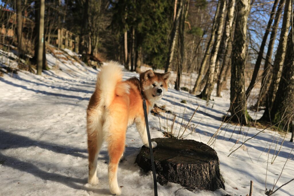 anti-trek harnas Akita