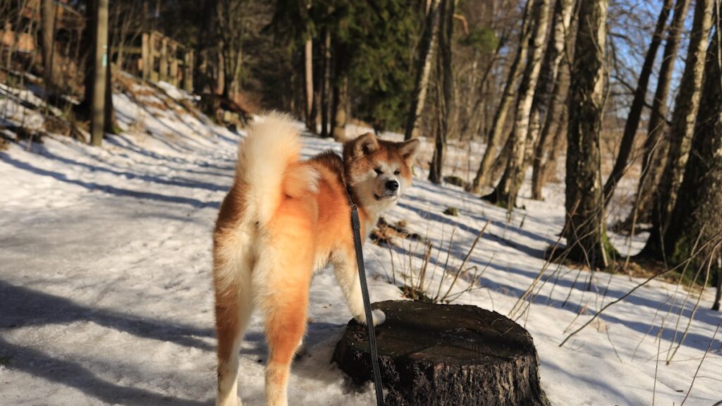 Akita draagtas