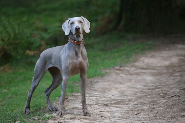 anti-trek harnas voor Weimaraner