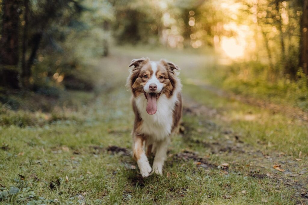 hondentrui Australian Shepherd