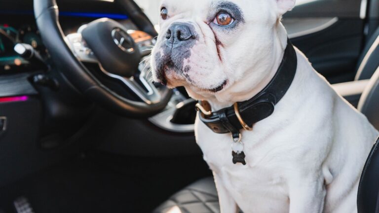 autostoel Franse Bulldog