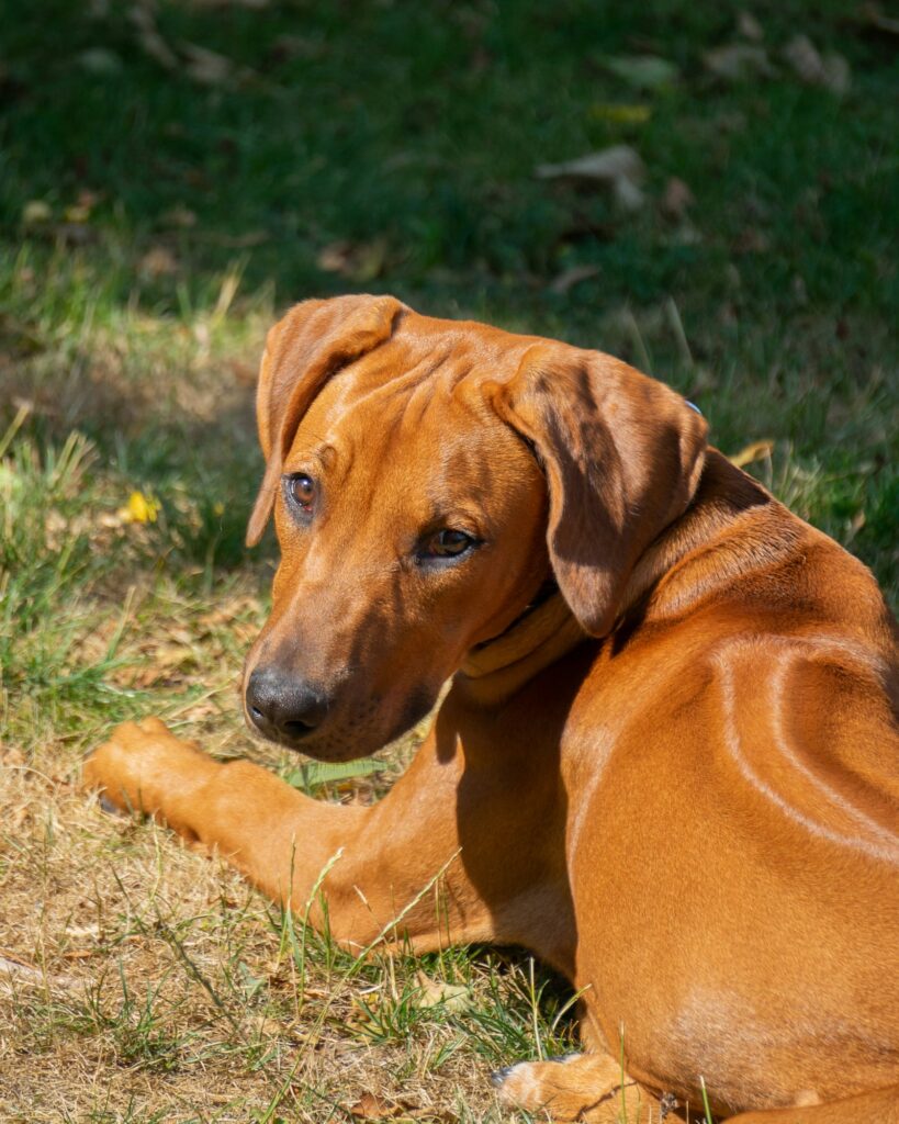 goede bal voor Rhodesian Ridgeback