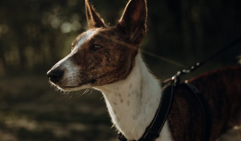 Basenji slow feeder voerbak
