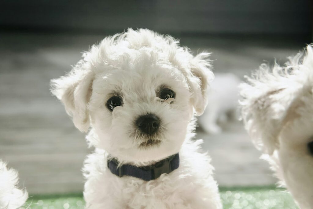 intelligentiespel bichon frisé
