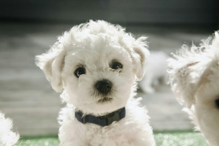 intelligentiespel bichon frisé