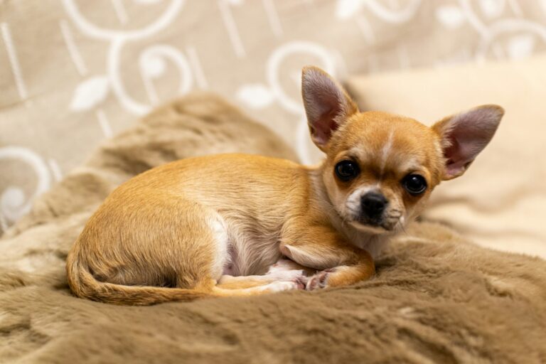 borstel voor Chihuahua