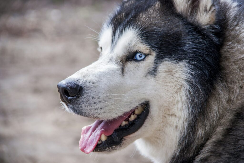 borstel voor Siberische Husky