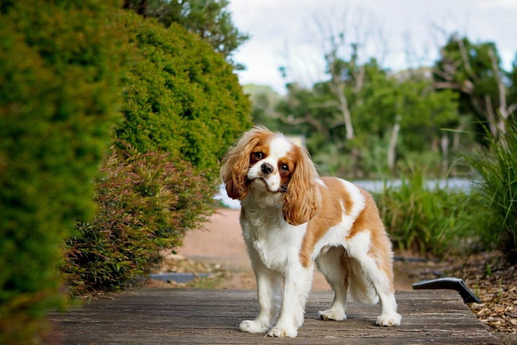 Beste borstel voor een Cavalier King Charles Spaniël
