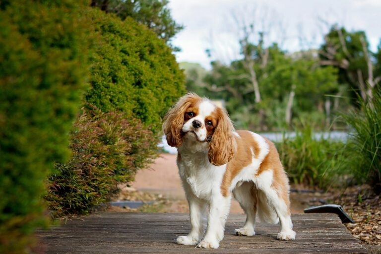 Beste borstel voor een Cavalier King Charles Spaniël