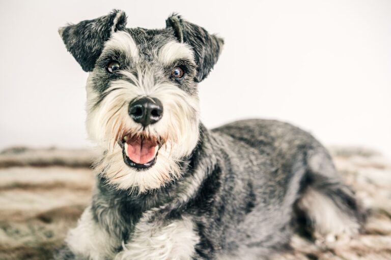 Beste clicker voor een Dwergschnauzer
