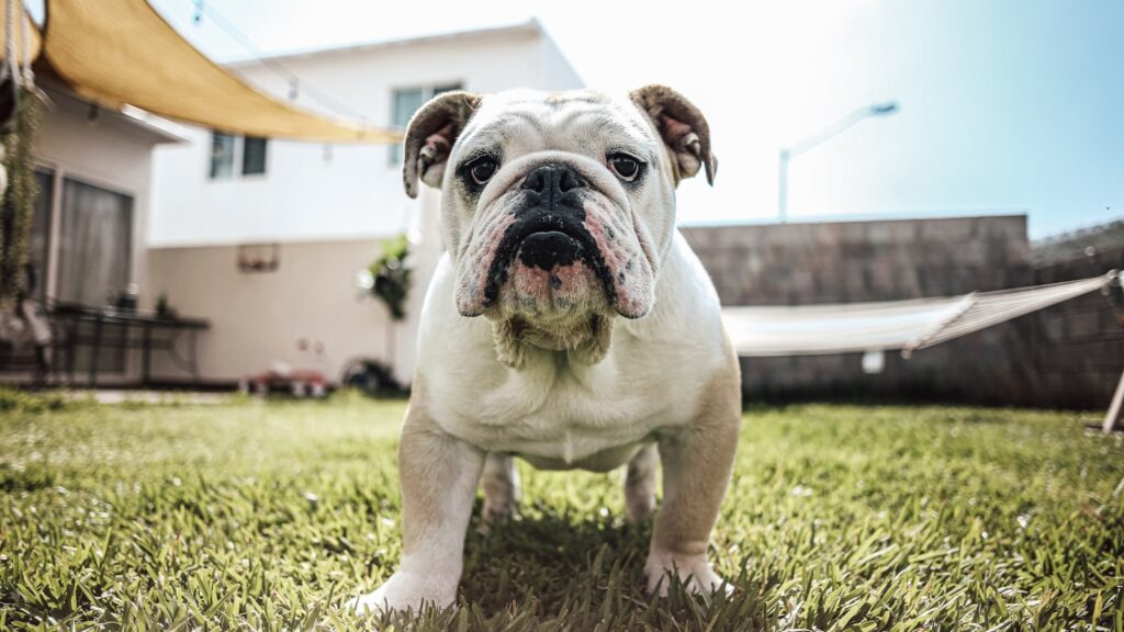 draagtas Engelse Bulldog