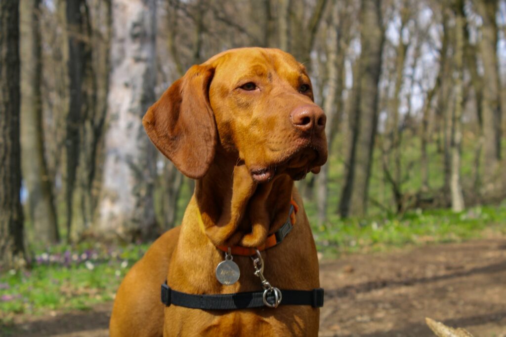 draagtas voor een Vizsla
