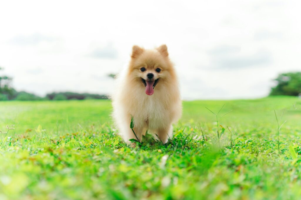 droogvoer voor Pomeranian