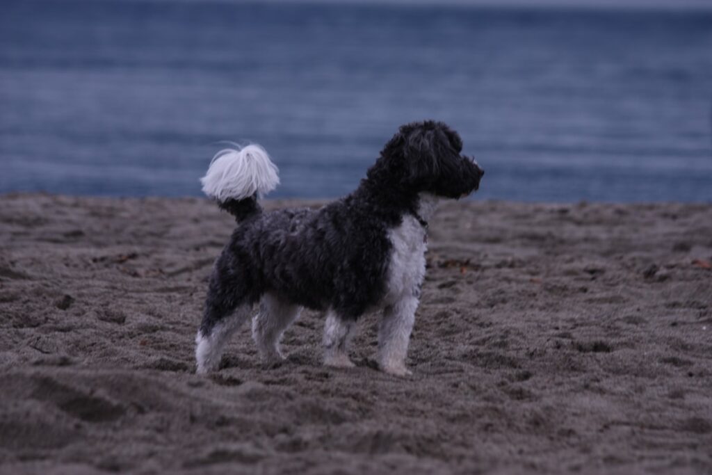 droogvoer Portugese Waterhond