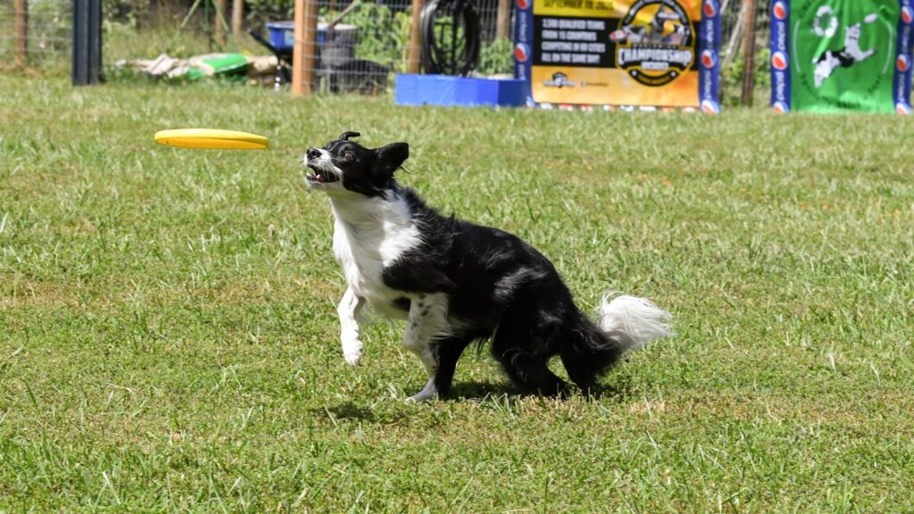 frisbee voor Border Collie