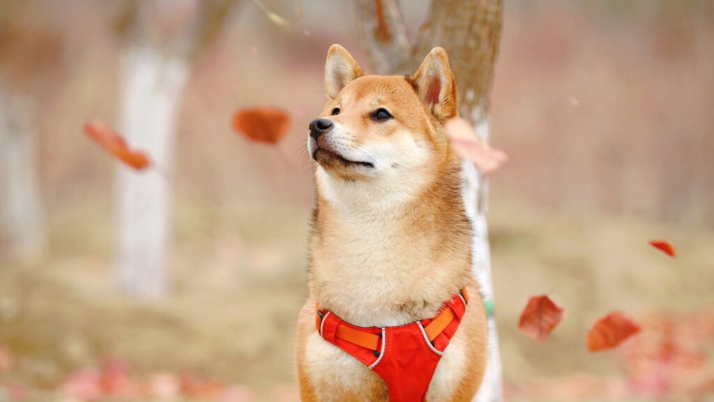 frisbee Shiba Inu