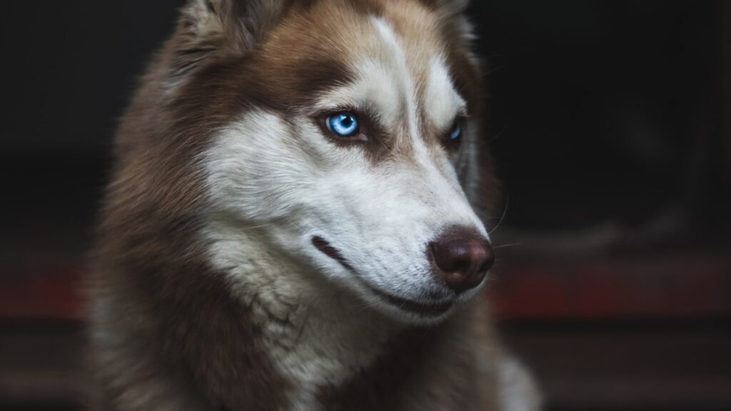 furminator voor Siberische Husky