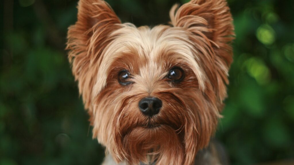 furminator Yorkshire Terrier - Yorkshire Terrier met zijdezachte vacht