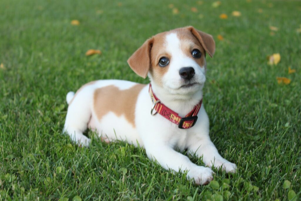halsband Jack Russell Terrier