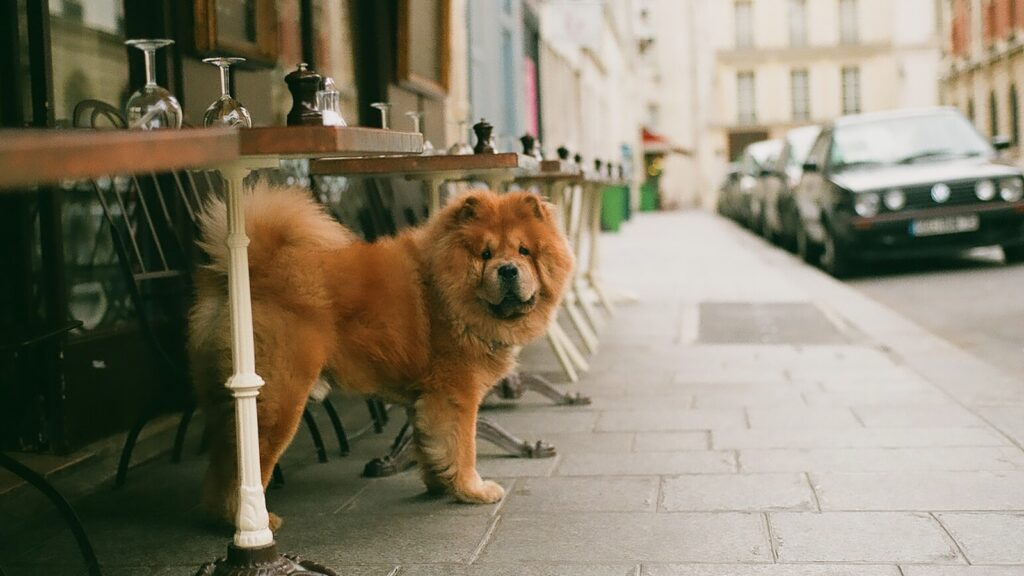 harnas voor Chow Chow