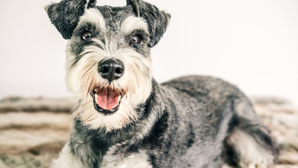 Harnas Dwergschnauzer